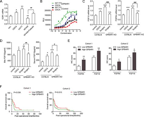 Gpbar Regulated The Transcription And Expression Of Fgf And Fgfr In