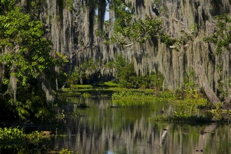 Louisiana Swamps Photorator