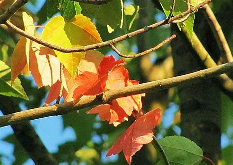 First Leaves Of Autumn Fall Autumn Tree Leaves Nature Branch Hd