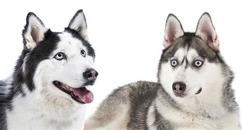 Alaskan Husky Vs Siberian Husky - What’s The Difference?