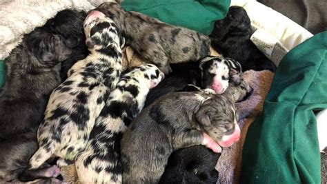 45+ Just Born Great Dane Newborn Puppies - l2sanpiero