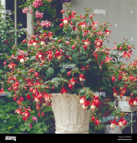 Fuchsia `madame Cornelissen Agm Trs007536 Stock Photo Alamy