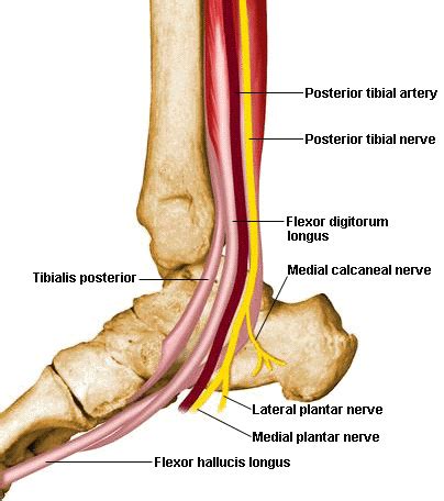 Tibialis Posterior - Origin, Insertion, Anatomy and Function