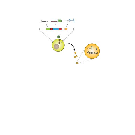 Virus Mimicry And Cancer Immunotherapy Andy Minn Lab At UPenn