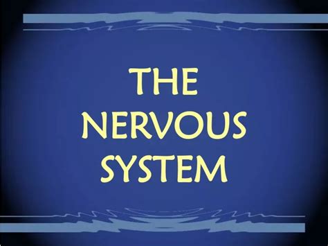 Ppt The Nervous System Powerpoint Presentation Free Download Id 9455996