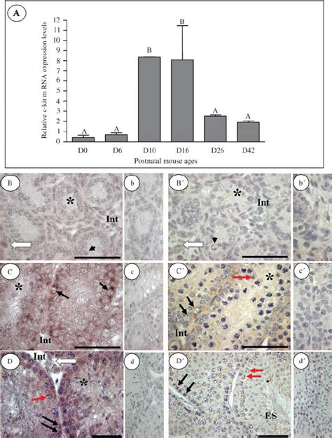 Juvenile And Adult Mouse Testes C Kit Mrna And Protein Expression