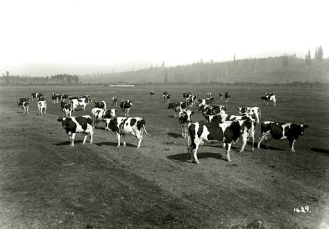 Herd of cows in pasture (Colony Farm) - ARCHIVES