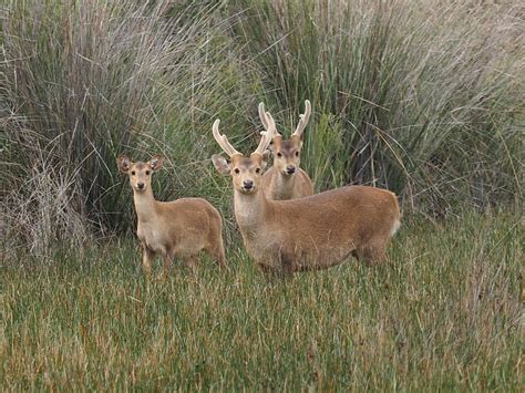Hog Deer Hunting - Wild Deer & Hunting Adventures