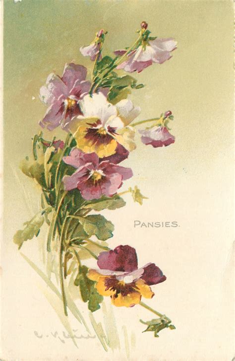 Pansies Carte Postale Ancienne Et Vue D Hier Et Aujourd Hui Geneanet