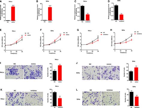 Effects Of Mir‐942‐5p On The Growth And Invasion Of Cervical Cancer Download Scientific Diagram