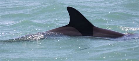 dolphin fin