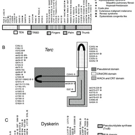 Shows Schematic Representation Of Telomere Interacting Proteins With