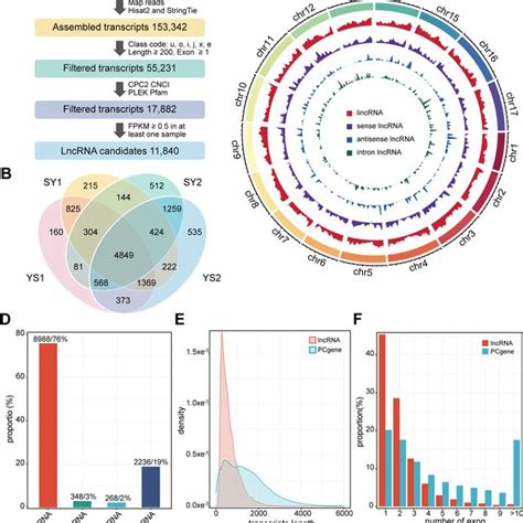 Identification And Characterization Of Long Non Coding Rnas Lncrnas