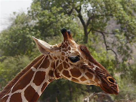 Portrait De Girafe Girafes Animaux Animaux R Serve Nationale De