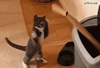 Cat Boxing GIF - Cats Box Boxer - Discover & Share GIFs