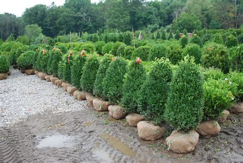 Broadleaf Evergreen Shrubs Planters Choice Broadleaf Evergreen