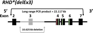 Non Invasive Fetal Rhd Genotyping For Rhd Negative Women Stratified