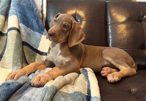 AKC Blue Eyed Male Lilac Tanpoint Great Dane Puppies For Sale In