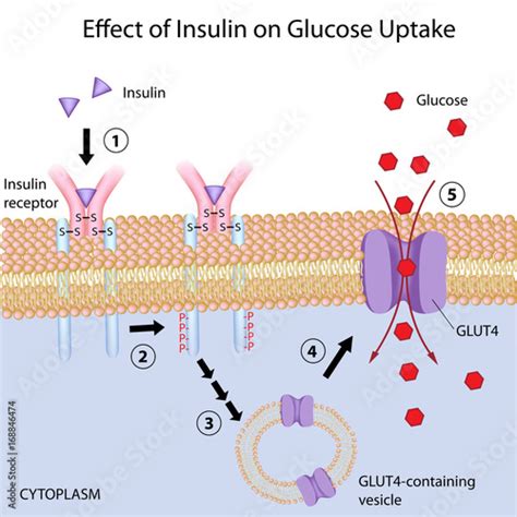 Insulin induces glucose uptake by target cells. Stock Illustration | Adobe Stock