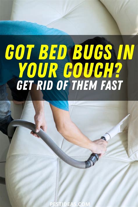 Get Rid Of Bed Bugs In Your Couch Fast Rid Of Bed Bugs Bed Bugs Bed