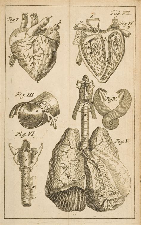 Pin Em Anatomical Illustrations And Models