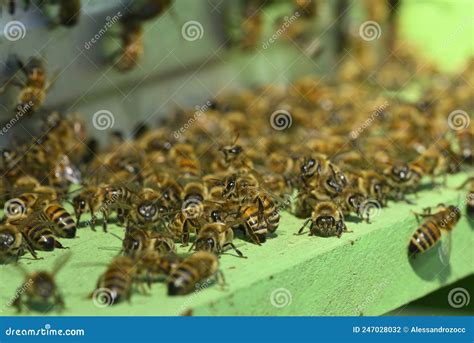 Artificial Bee Hive With Workers Going In And Out Stock Photo Image