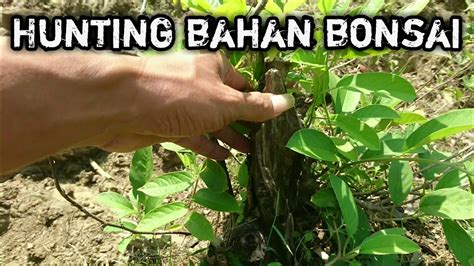 Berburu Bahan Bonsai Di Hutan Youtube