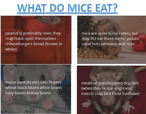 What Do Mice Eat 4best Of