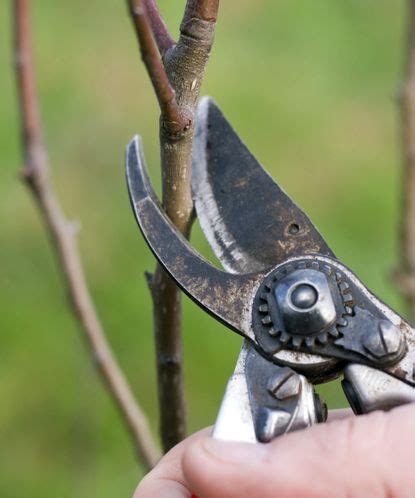 Expert tips for pruning fruit trees in winter correctly | Homes & Gardens