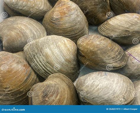 Close Up Of Clams Common Hard Clam Shellfish Background Stock Photo