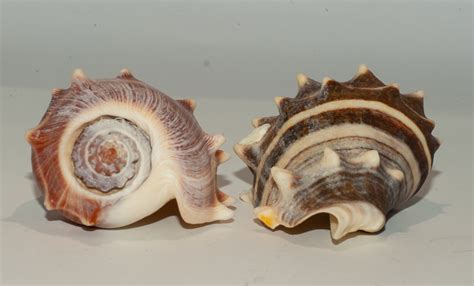 Caribbean Crown Conch Shells Of Gtmo · Biodiversity4all