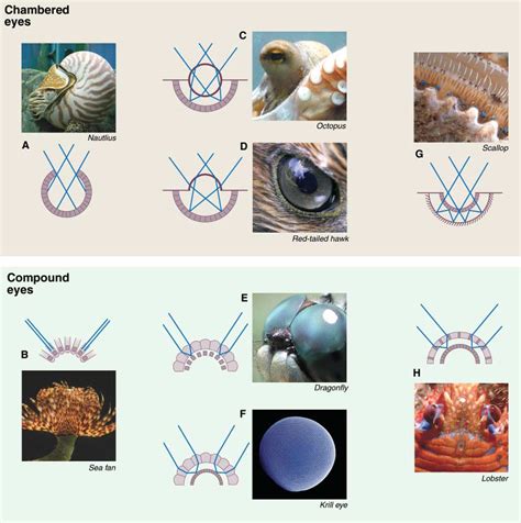 Different Types Of Animal Eyes