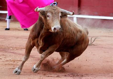 Del Toro Al Infinito Aranjuez Grandioso David Mora Que Indulta A Gran