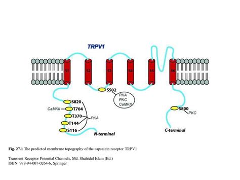 Fig The Predicted Membrane Topography Of The Capsaicin Receptor Trpv