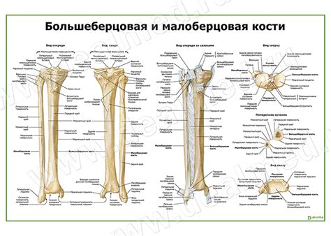 Кости голени, плакат матовый/ламинированный А1/А2 › купить, цена в ...