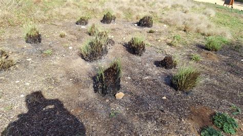 Burning Dead Off Ornamental Grasses In Spring Lawn Care Forum