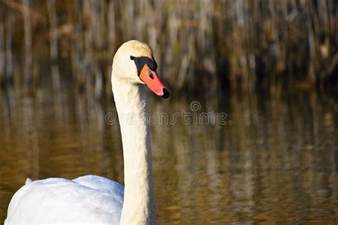 Cisne Hermoso En La Charca Fondo Coloreado Natural Hermoso Con Los