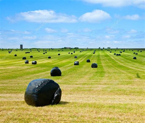 Silage bales on a field — Stock Photo © dnaumoid #29839431