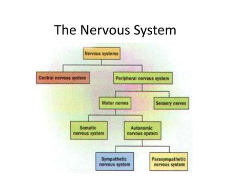 Ppt The Nervous System Powerpoint Presentation Free Download Id