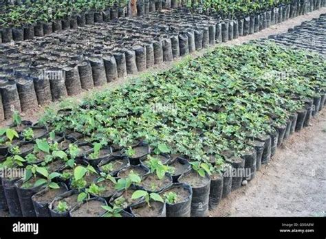 gardens sapling nursery east india ecofriend ventures id