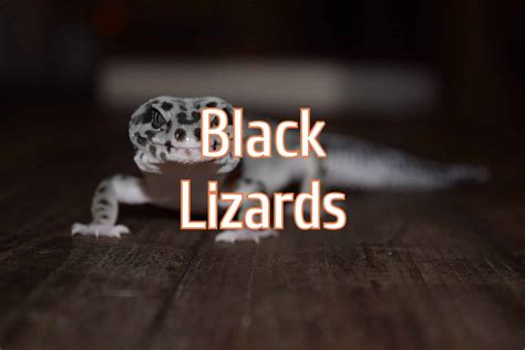 12 Black Lizards in The World (with Pictures)