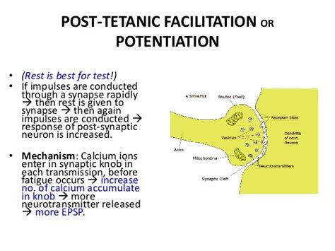 Post Tec Faciliation Or Potenitation Is Best For Test