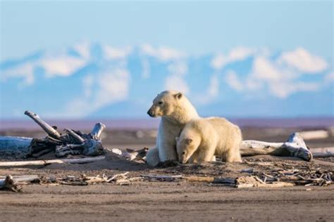 EXTINCIÓN de ESPECIES qué es causas y consecuencias Resumen