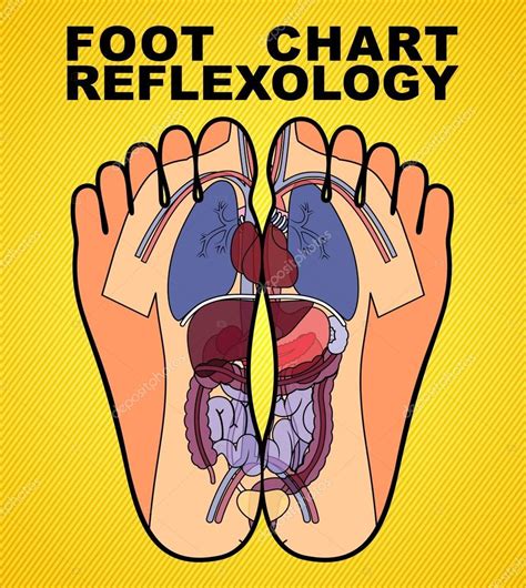 Foot Chart And Reflexology ⬇ Vector Image By © Ixies Vector Stock