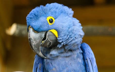 Hyacinth Macaw - Roger Williams Park Zoo