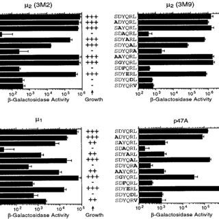 Effect Of Amino Acid Substitutions In The Sdyqrl Signal On The