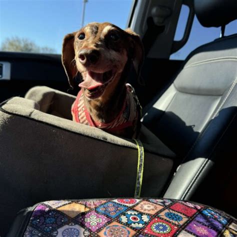 Stretch Tennessee Dachshund Rescue