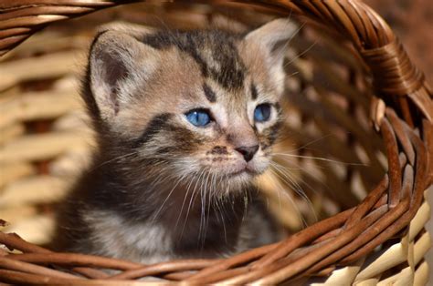 Free Images : cute, pet, kitten, fauna, whiskers, eye, innocence ...