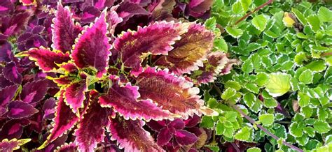 Coleuspurplegreen Stock Photo Image Of Gardening 335723720