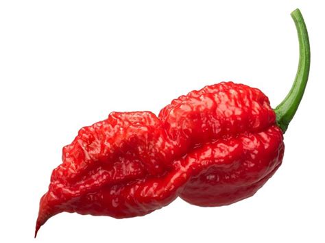 Premium Photo Bhut Jolokia Ghost Pepper C Chinense Paths